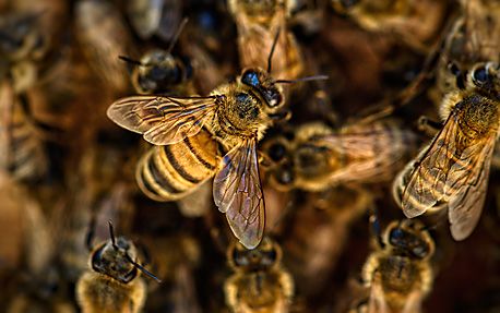 pszczoly www
